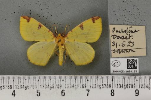 Opisthograptis luteolata (Linnaeus, 1758) - BMNHE_1854155_428089