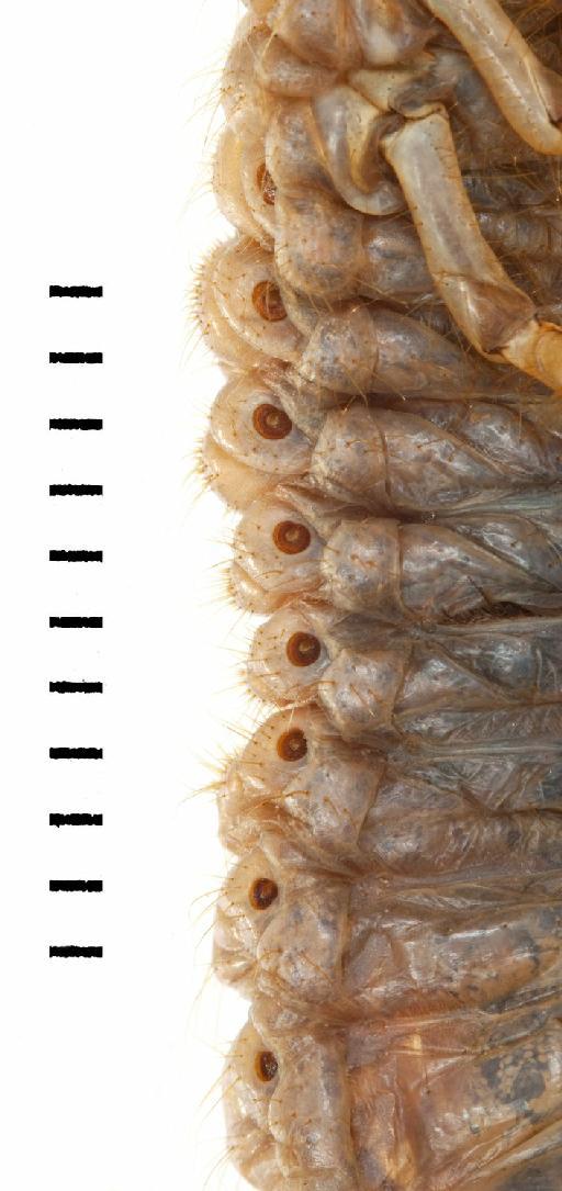 Melolontha melolontha (Linnaeus, 1758) - Melolontha melolontha spiracles BMNH#989608