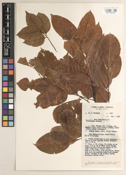 Pterocarpus indicus f. indicus - BM013406643_a