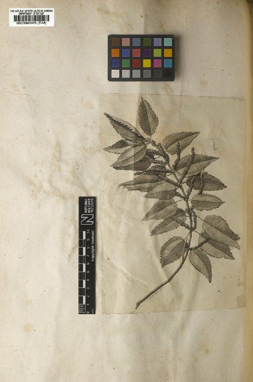 Urtica cylindrica L. - BM000588903