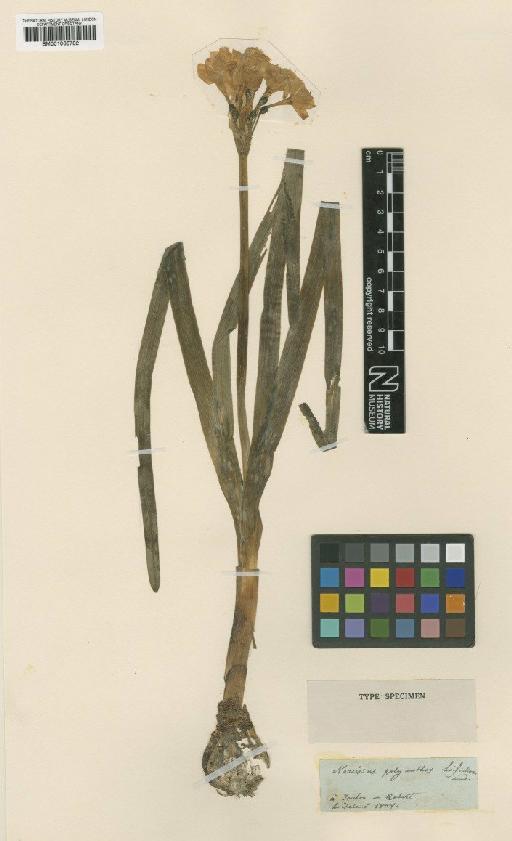 Narcissus papyraceus subsp. polyanthus (Loisel.) Asch. & Graebn. - BM001066782