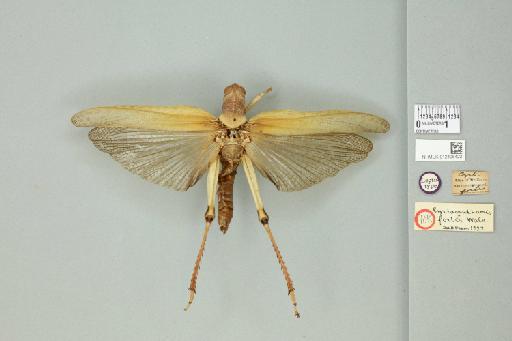 Valanga nigricornis fortis (Walker, 1870) - 012498422_71900_91489
