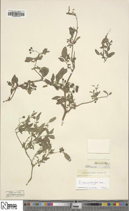 Solanum chenopodioides Lam. - BM000935804