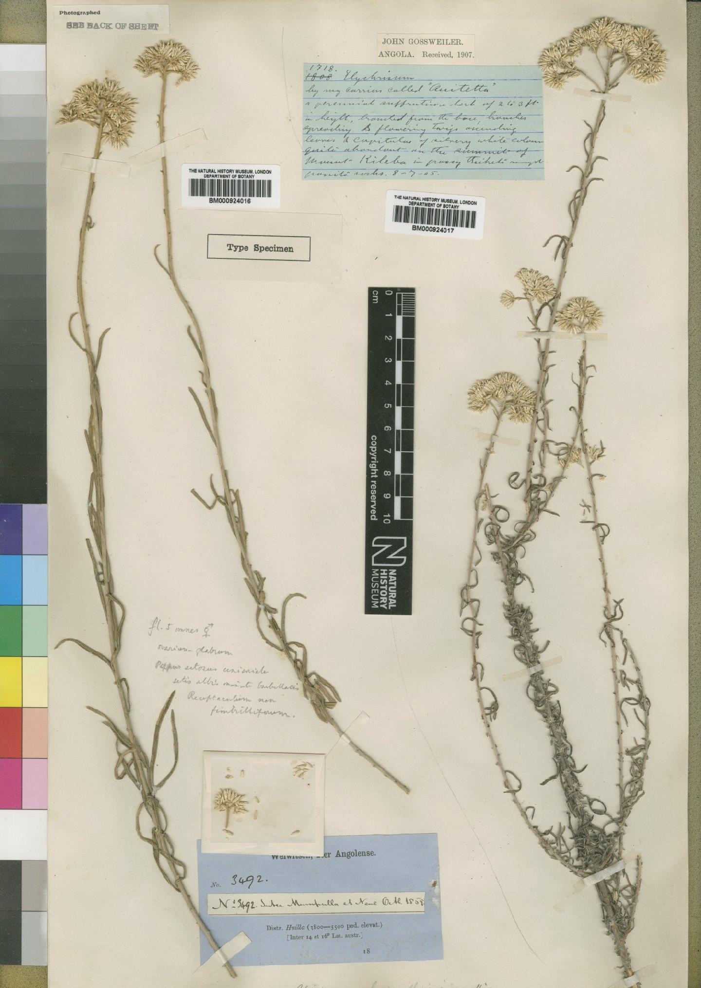 To NHMUK collection (Helichrysum benguellense Hiern; TYPE; NHMUK:ecatalogue:4529066)