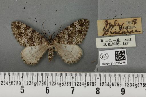 Entephria caesiata caesiata (Denis & Schiffermüller, 1775) - BMNHE_1735778_319026