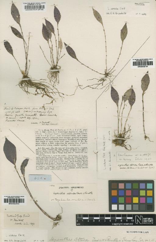 Lepanthes obtusa Fawc. & Rendle - BM000923764