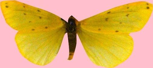 Setina irrorella (Linnaeus, 1758) - BMNH(E)_1659974