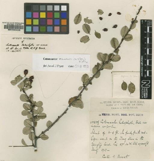 Cotoneaster incanus (Sm) G.Klotz - BM000602225