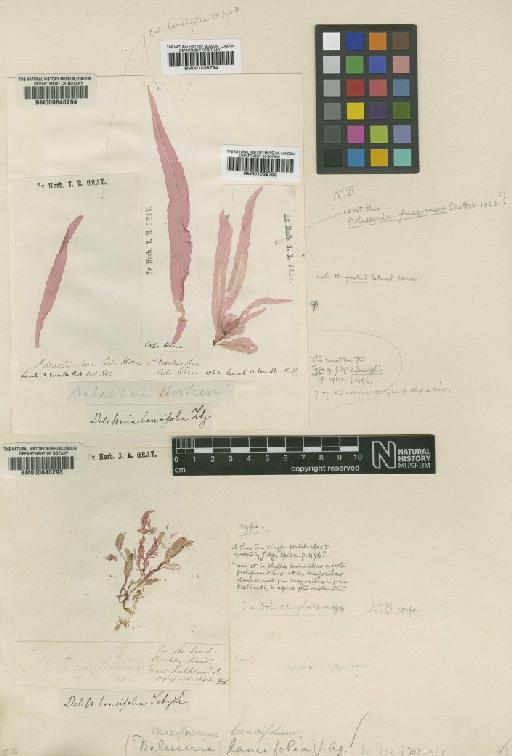Delesseria lancifolia (Hook.f.) J.Agardh - BM001038795