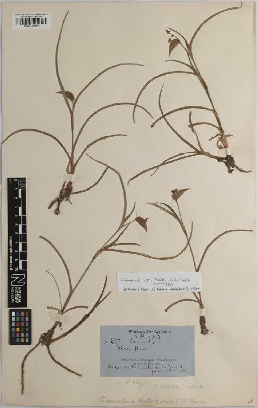 Commelina welwitschii C.B.Clarke - BM001122597