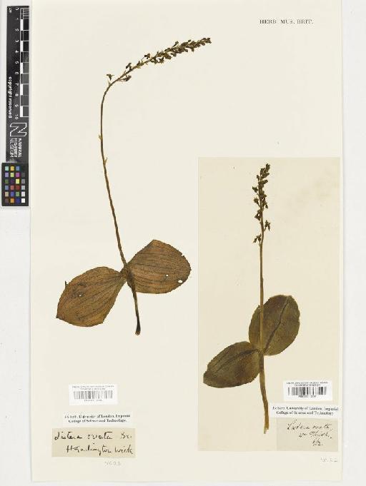 Neottia ovata (L.) Rich. - BM001117238