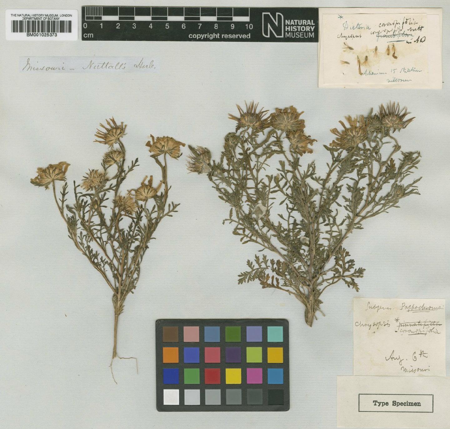To NHMUK collection (Machaeranthera tanacetifolia (Kunth) Nees; Type; NHMUK:ecatalogue:746397)