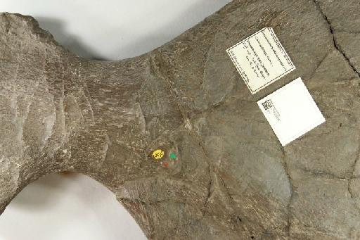Cimoliasaurus trochanterius (Owen, 1840) - 010028887_L010221771_(1)