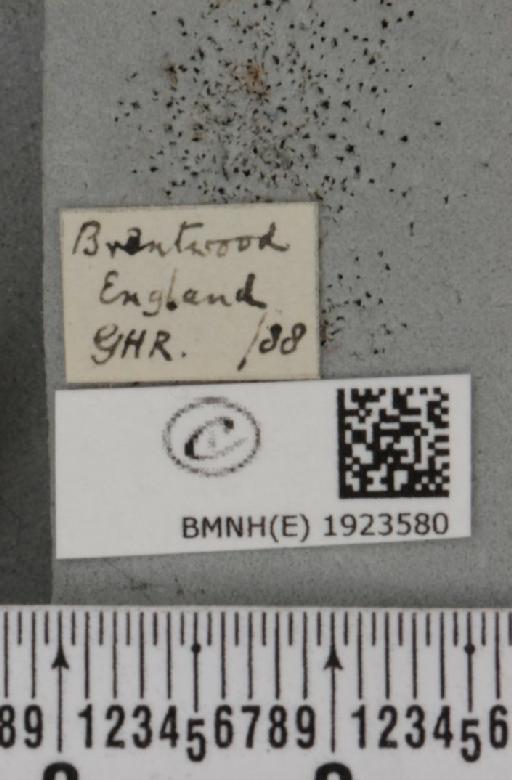 Ematurga atomaria (Linnaeus, 1758) - BMNHE_1923580_label_488164