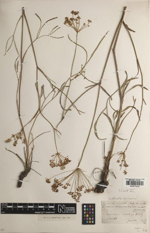 Peucedanum ruthenicum M.Bieb. - BM000752037