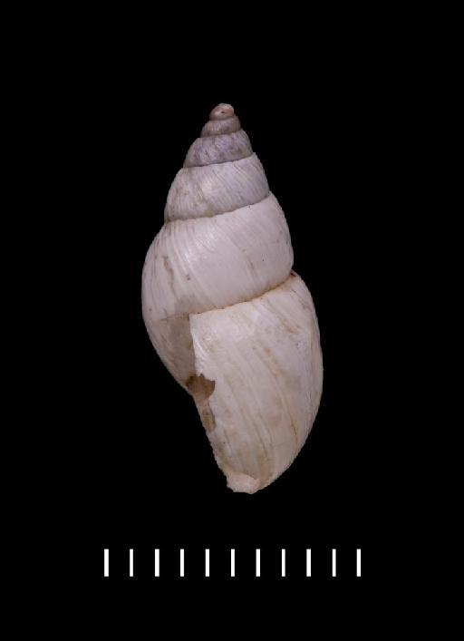 Bulimus balsanus Morelet, 1863 - 1893.2.4.173-174, LECTOTYPE & PARALECTOTYPE, Bulimus balsanus Morelet, 1863