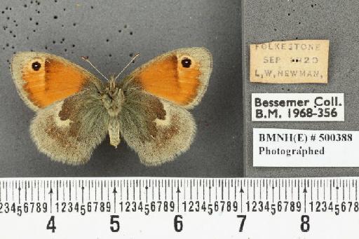 Coenonympha pamphilus ab. antirufa Leeds, 1950 - BMNHE_500388_25213