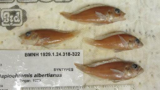Haplochromis albertianus Regan, 1929 - BMNH 1929.1.24.318-322, SYNTYPES, Haplochromis albertianus b