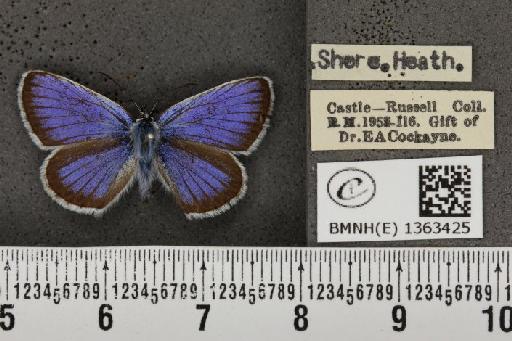 Plebejus argus argus - BMNHE_1363425_163107