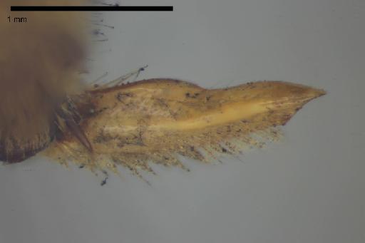 Ancylosceles ursinus Haliday in Curtis et al., 1836 - Ancylosceles_ursinus-NHMUK010265363-male-syntype-right_hind_basitarsus_ventral-6_3x