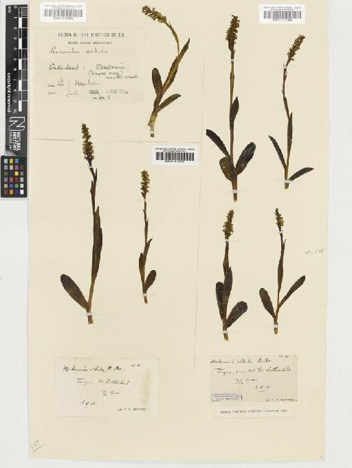 Pseudorchis albida (L.) Á.Löve & D.Löve - BM001072400