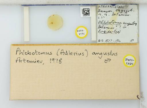 Phlebotomus (Adlerius) angustus Artemiev - 010210145_811406_1329537_157863_Type