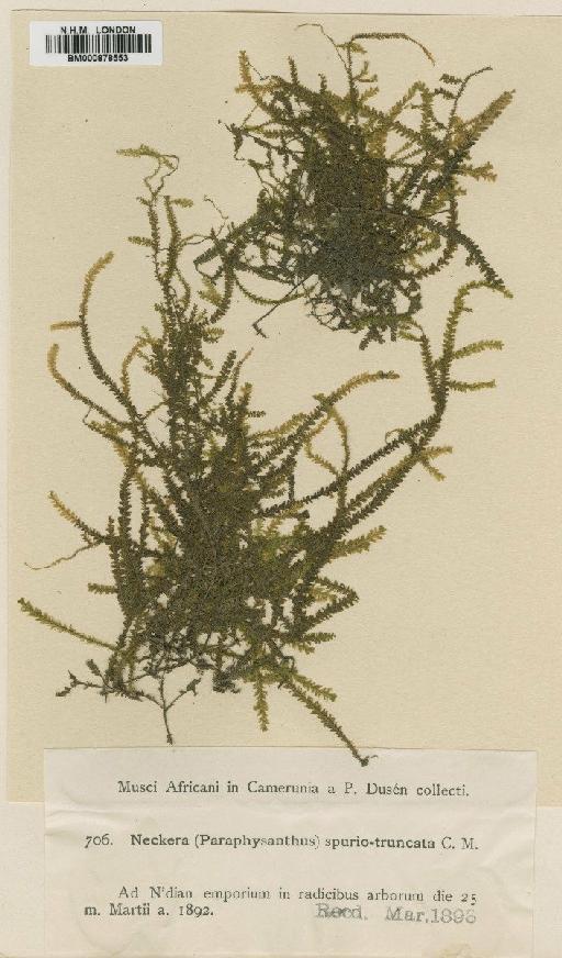 Neckeropsis spurio-truncata (Müll.Hal. ex Dusén) M.Fleisch. - BM000878553
