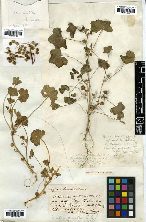 Malva pusilla Sm. - BM001050160