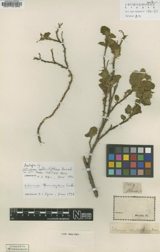 Solanum thomassifolium Sendtn. - BM000517439