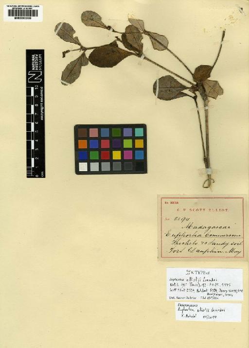 Euphorbia elliotii Léandri - BM000832485