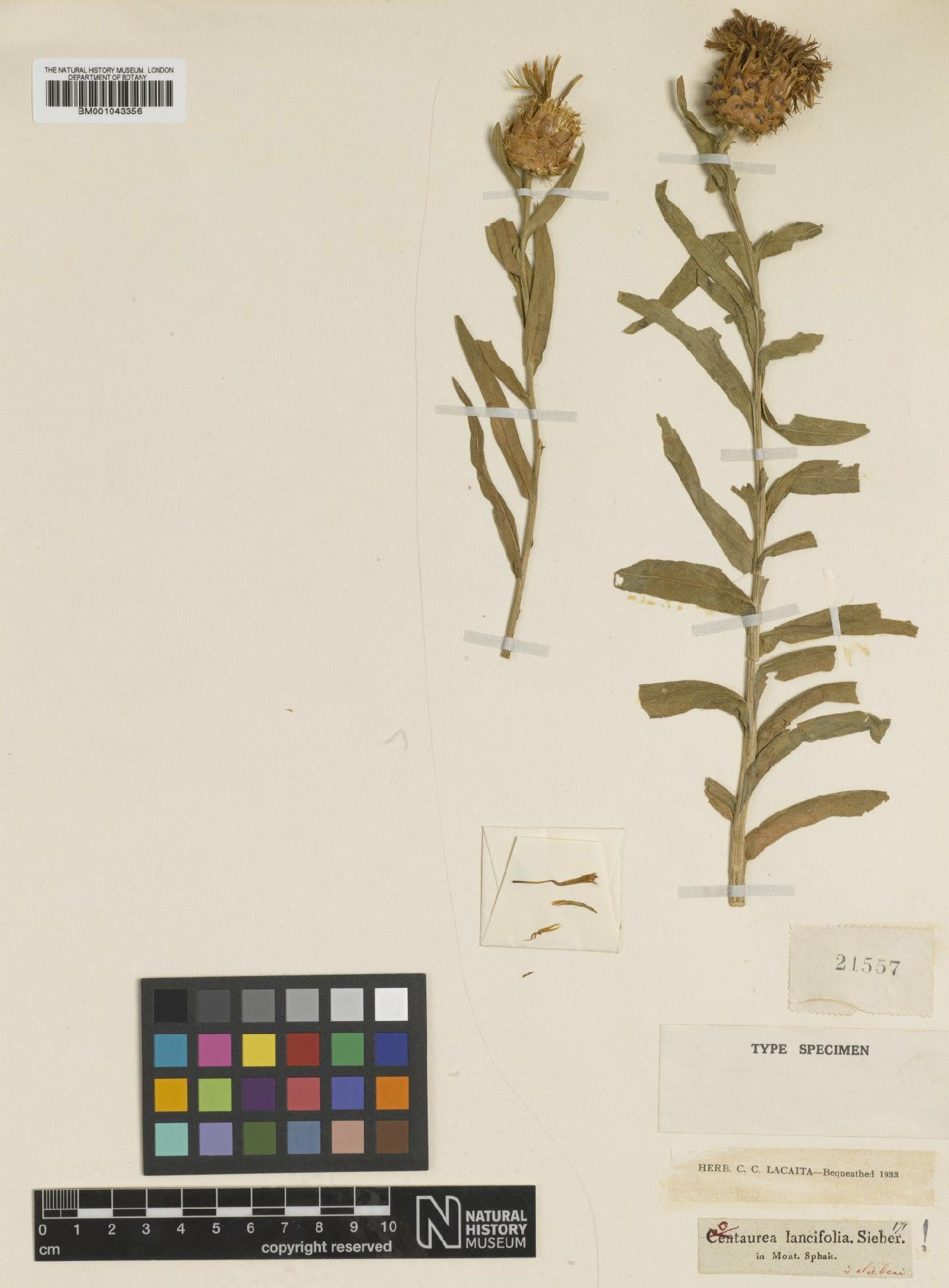 To NHMUK collection (Wagenitzia lancifolia (Sieber) Dostal; Type; NHMUK:ecatalogue:1995777)