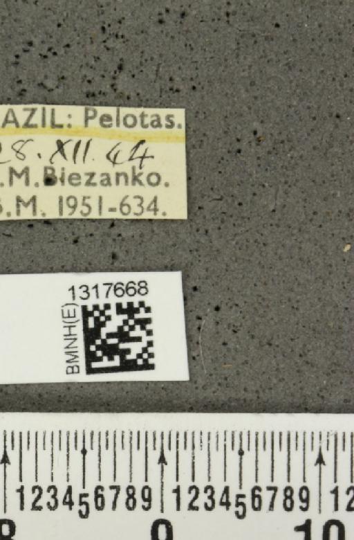 Calligrapha (Calligrapha) polyspila (Germar, 1821) - BMNHE_1317668_label_17414