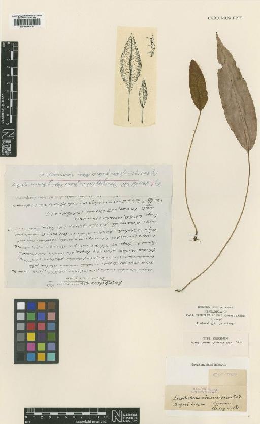 Elaphoglossum tambillense (Hook.) T.Moore - BM000769787