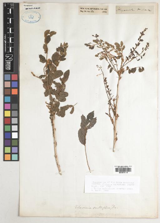 Poitea multiflora (Sw.) Urb. - BM000793103