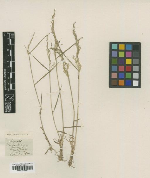Agrostis longiflora Nutt. - BM001042277