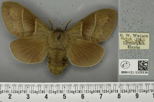 Macrothylacia rubi (Linnaeus, 1758) - BMNHE_1529156_196624