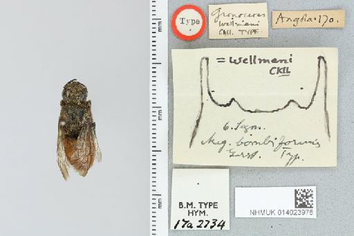 Chalicodoma wellmani Cockerell, 1907 - 014023976_835597_1629727-