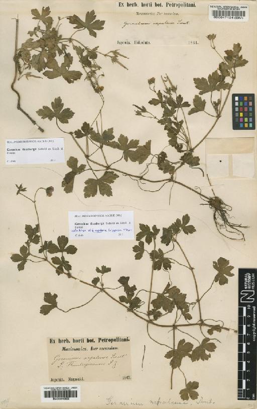 Geranium thunbergii Siebold ex Lindl. & Paxton - BM000047124