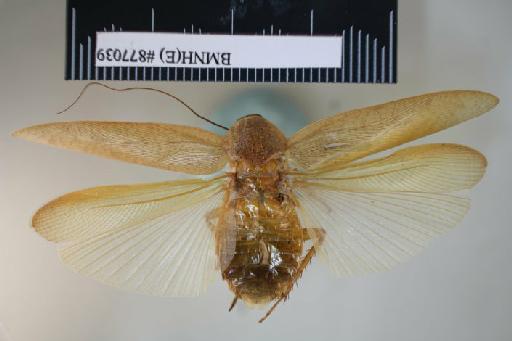 Epilampra alligata Walker, 1868 - Epilampra alligata Walker, F, 1868, female, holotype, dorsal. Photographer: Aging Wang. BMNH(E)#877039