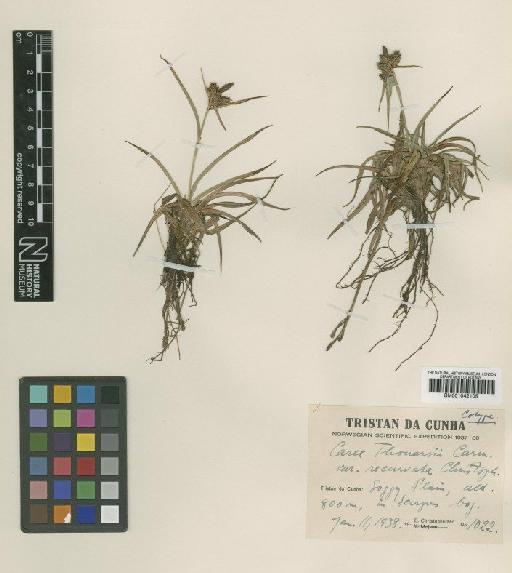Carex thouarsii Carmich. - BM001042105