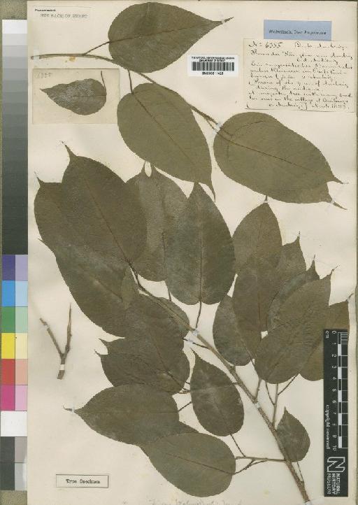 Ficus cordata subsp. cordata Thunb. - BM000911429