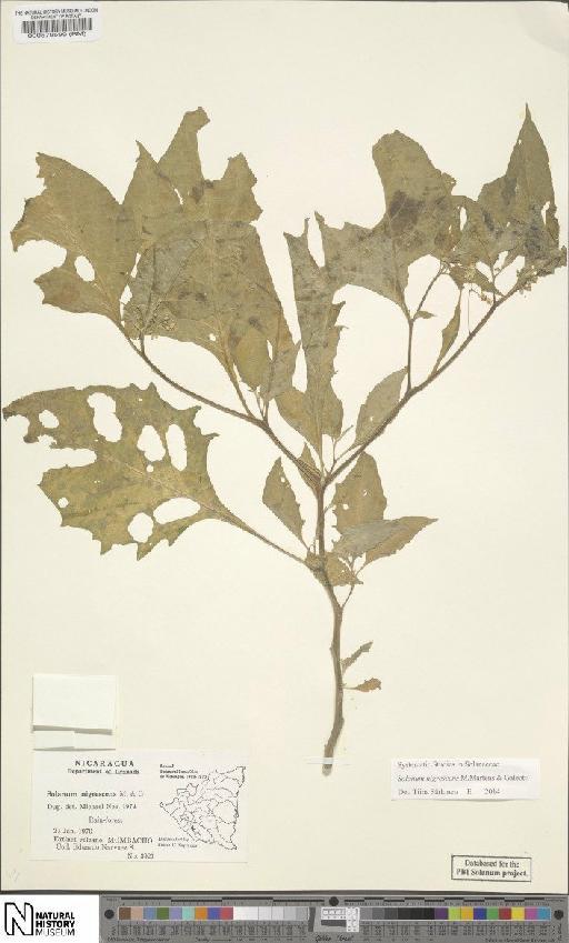 Solanum nigricans M.Martens & Galeotti - BM000579599