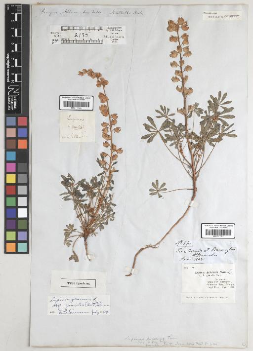 Lupinus perennis subsp. gracilis (Nutt.) D.B.Dunn - BM001172960