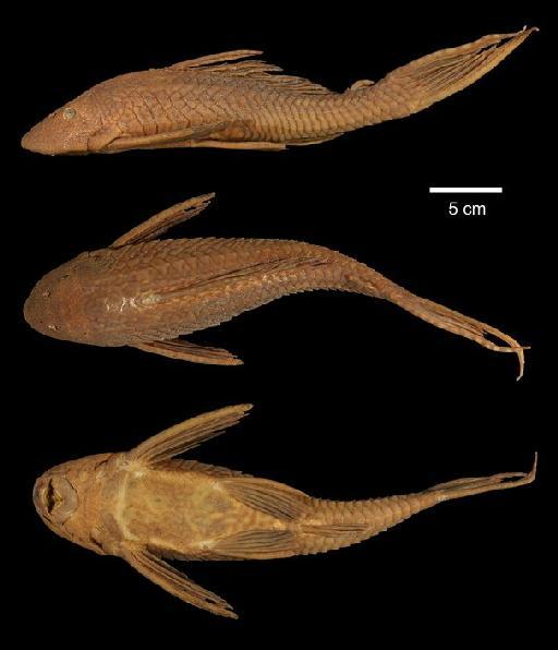 Ancistrus multiradiatus alternans Regan, 1904 - 1898.7.4.5; Ancistrus multiradiatus alternans; type; ACSI Project image