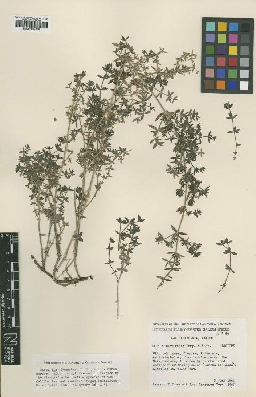 Galium martirense Dempster & Stebbins - BM001009058