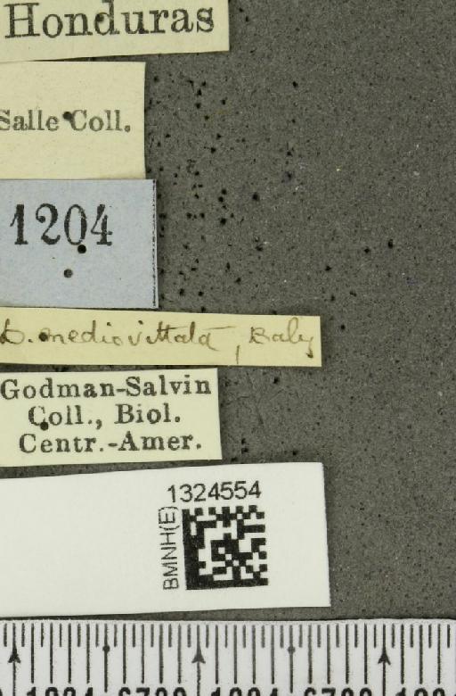 Acalymma mediovittatum (Baly, 1886) - BMNHE_1324554_label_20861