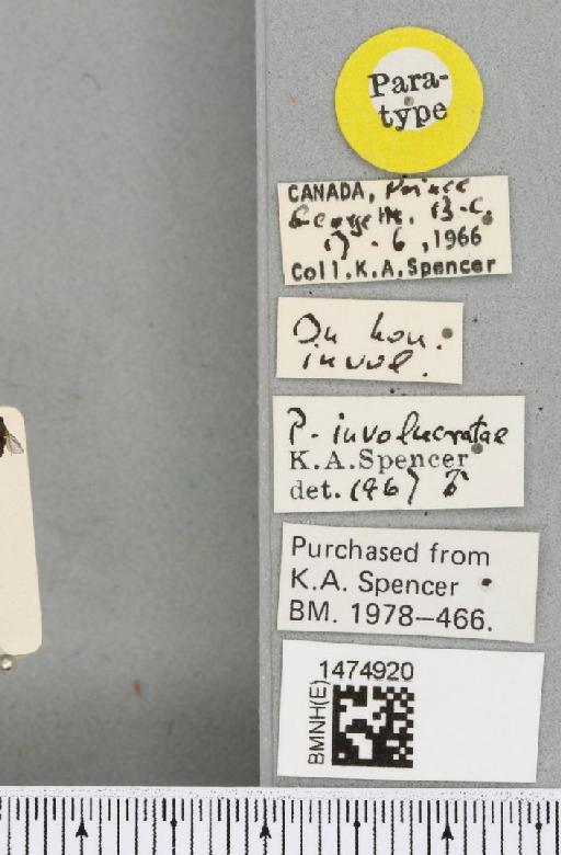 Chromatomyia involucratae (Spencer, 1969) - BMNHE_1474920_label_48419