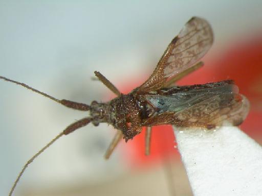 Malcus dentatus Stys - Hemiptera: Malcus Dentat