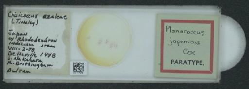 Planococcus japonicus Cox, 1989 - 010167218_117336_1101315