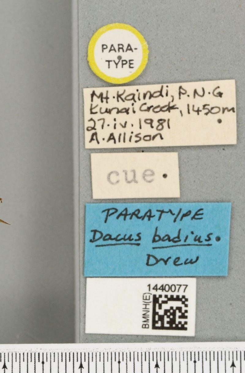 Dacus badius